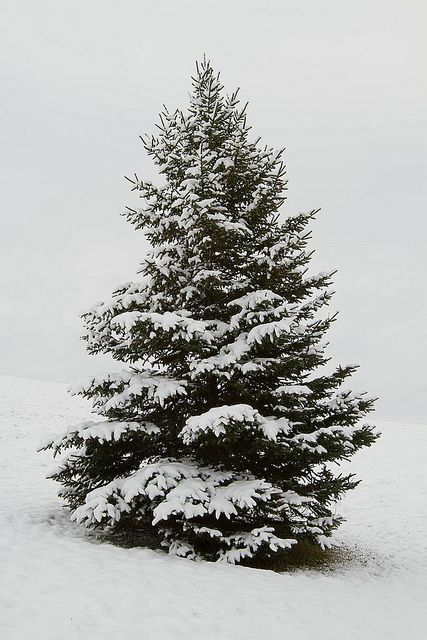 Christmas Trees